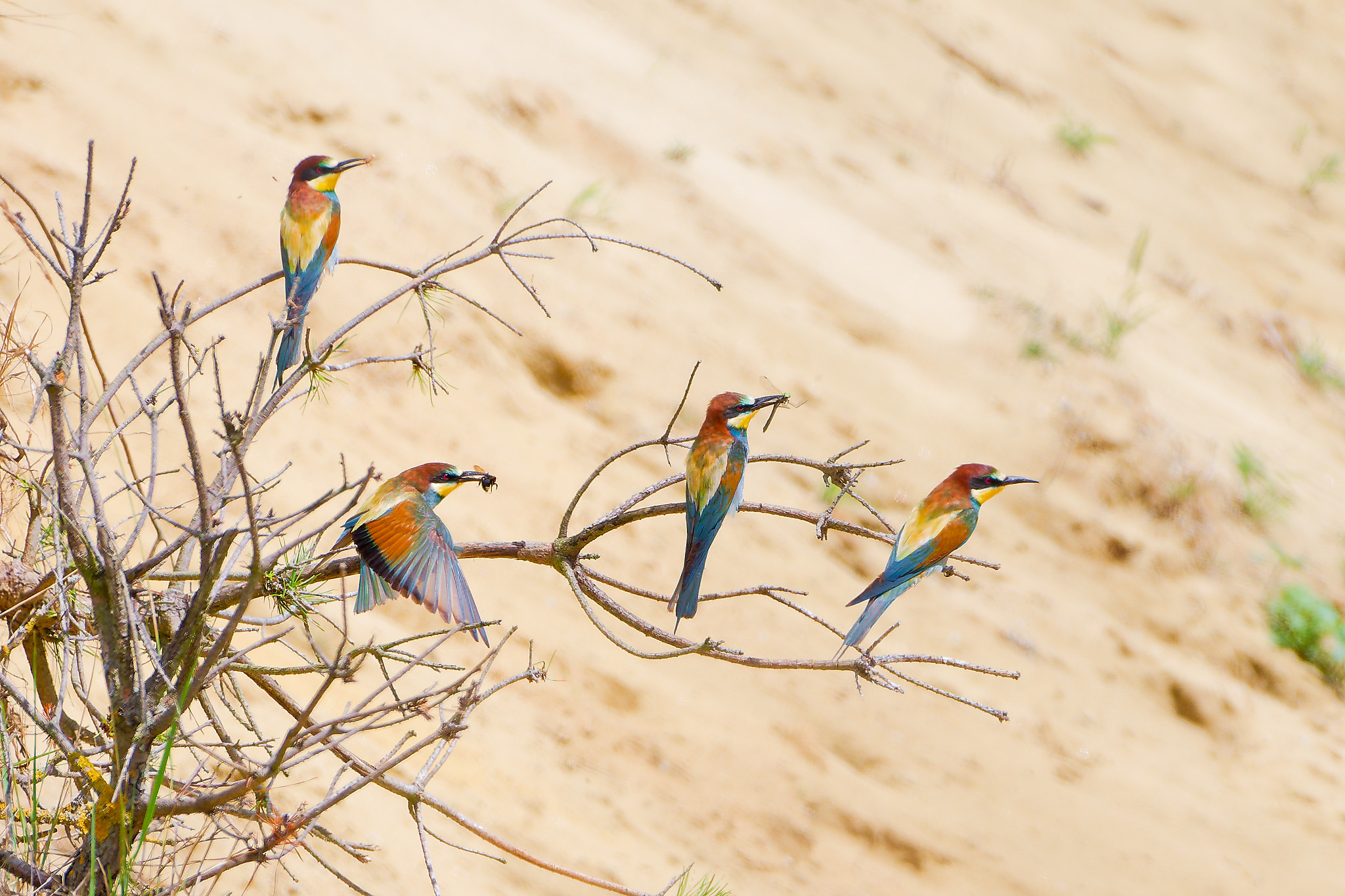 Bei den Bienenfressern